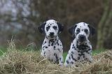 DALMATIEN 475